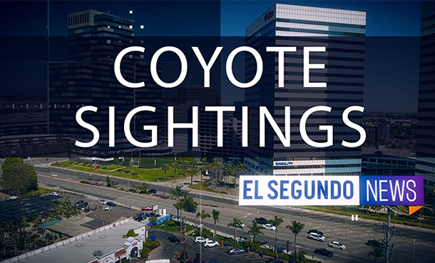 Coyote Sightings 610 x 369 Thumbnail