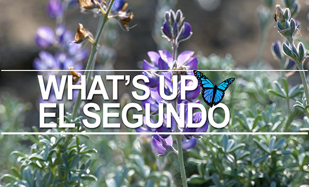 El Segundo Blue Butterfly